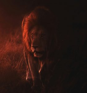 roi lion